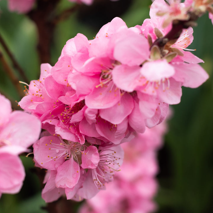 Blüte des Zwerg-Pfirsichs 'Bonanza'