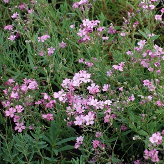 Zwerg-Schleierkraut 'Filou Rose' Rosa