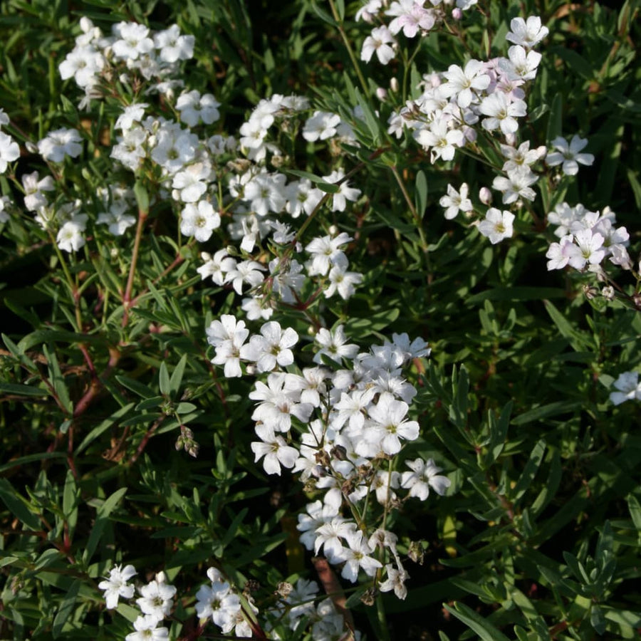 Zwerg-Schleierkraut 'Filou White' Weiß