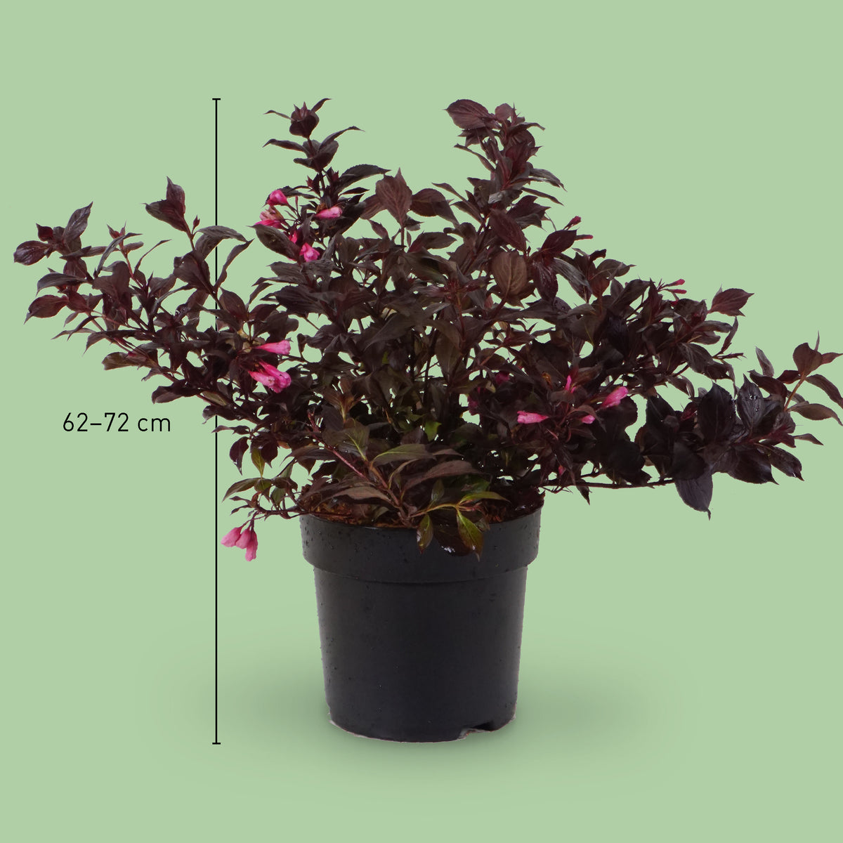 ZwergWeigelie 'Coco Krunch'® Rosa kaufen Plantura Shop