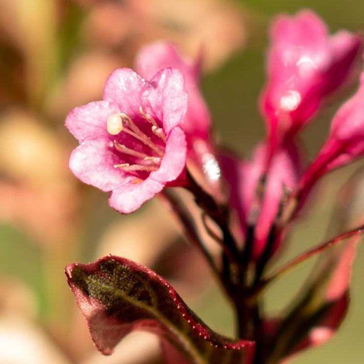 Blüte der Zwerg-Weigelie 'Monet'®