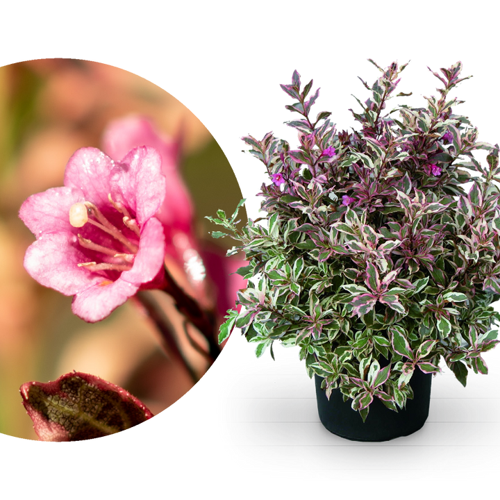 Zwerg-Weigelie 'Monet'®