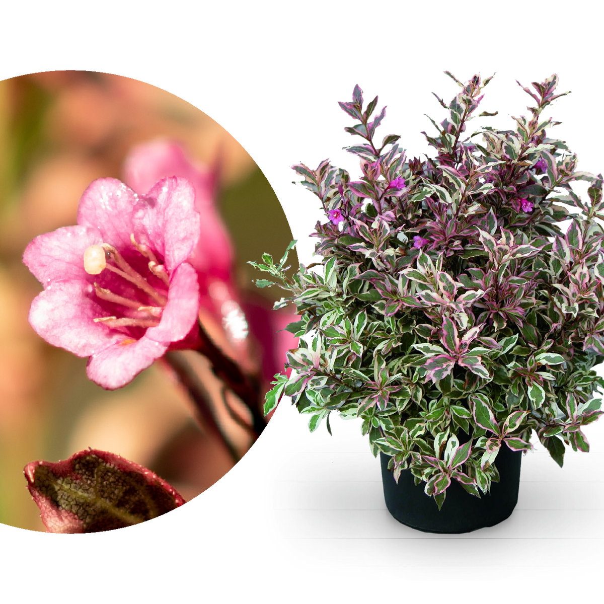 Zwerg-Weigelie 'Monet'® Rosarot