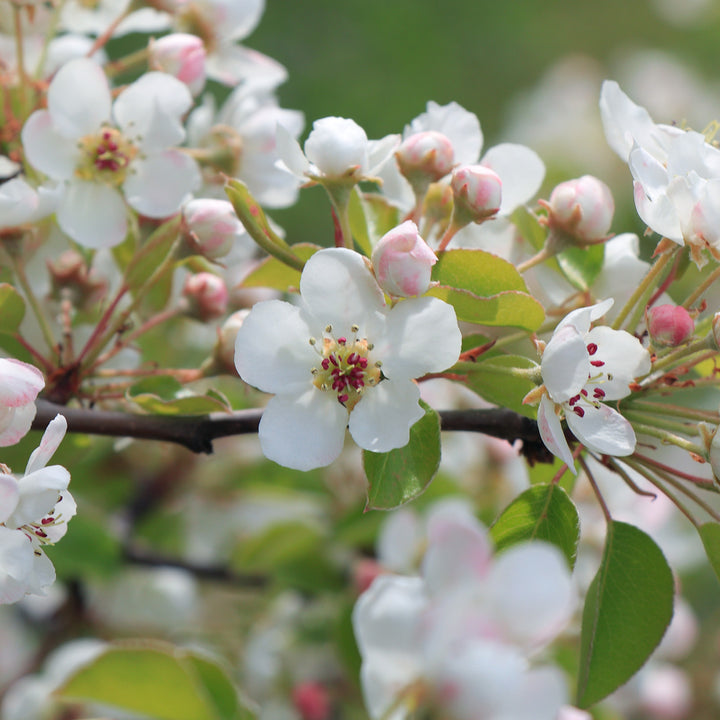 Blüte des Zwergapfels 'Delicado'
