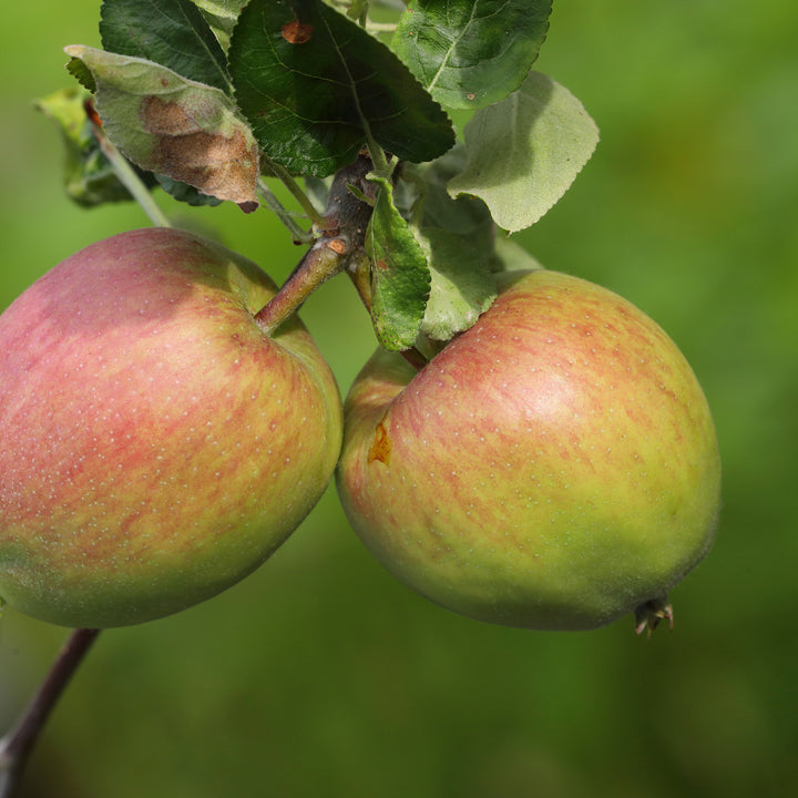 Früchte des Zwergapfels 'Delicado'