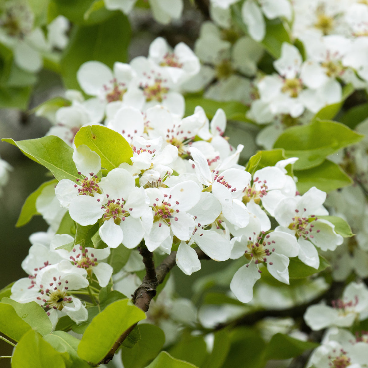 Blüten der Zwergbirne 'Luisa'