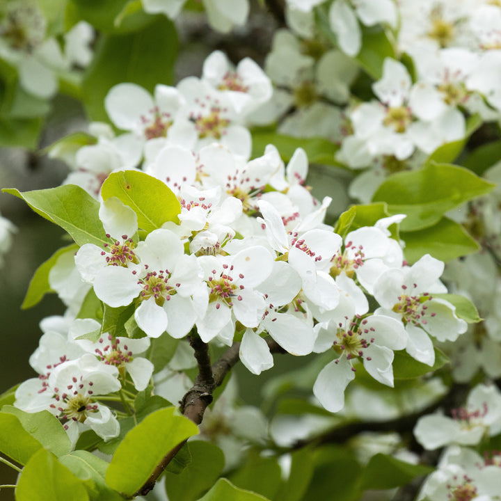 Blüten der Zwergbirne 'Luisa'