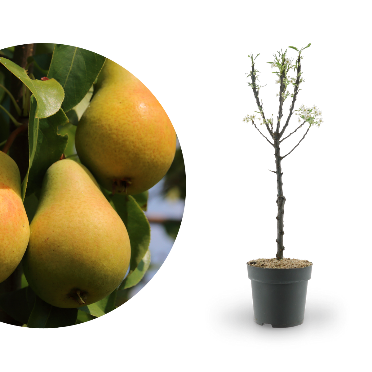 Zwergbirne 'Luisa'