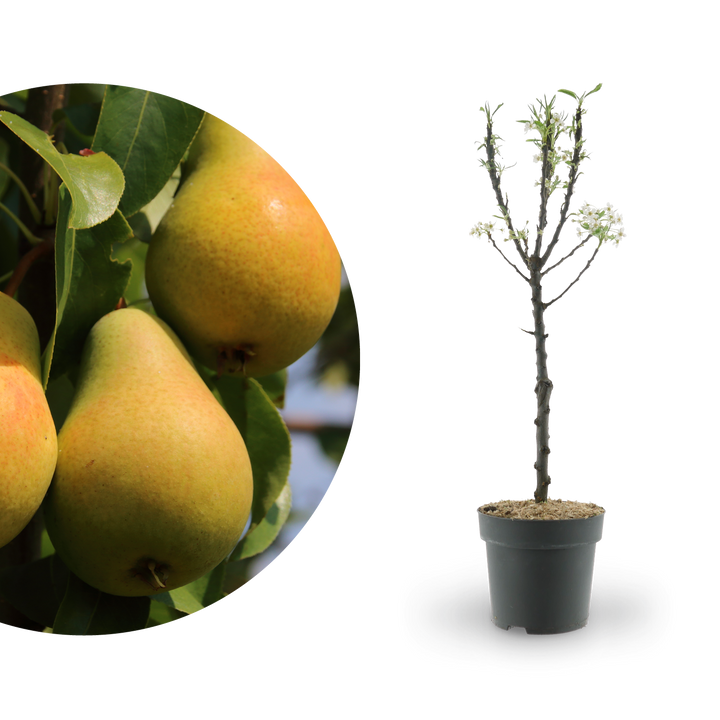 Zwergbirne 'Luisa'