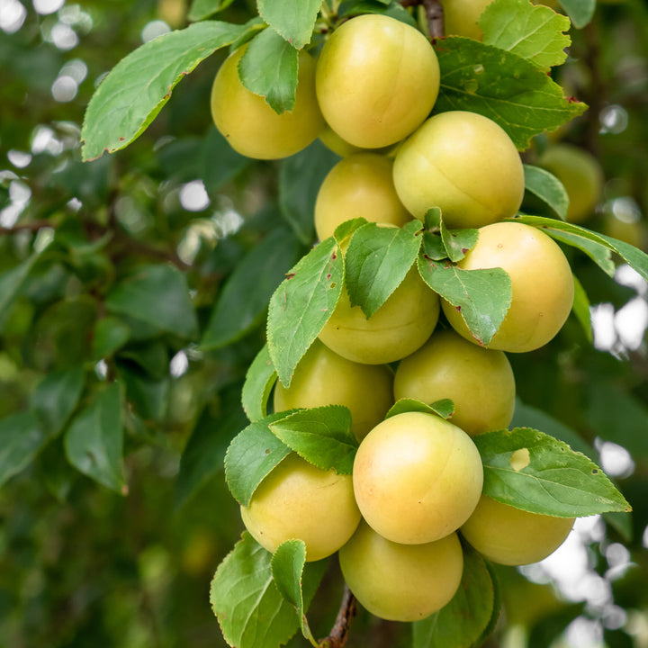 Früchte der Zwergmirabelle 'Mirabello'