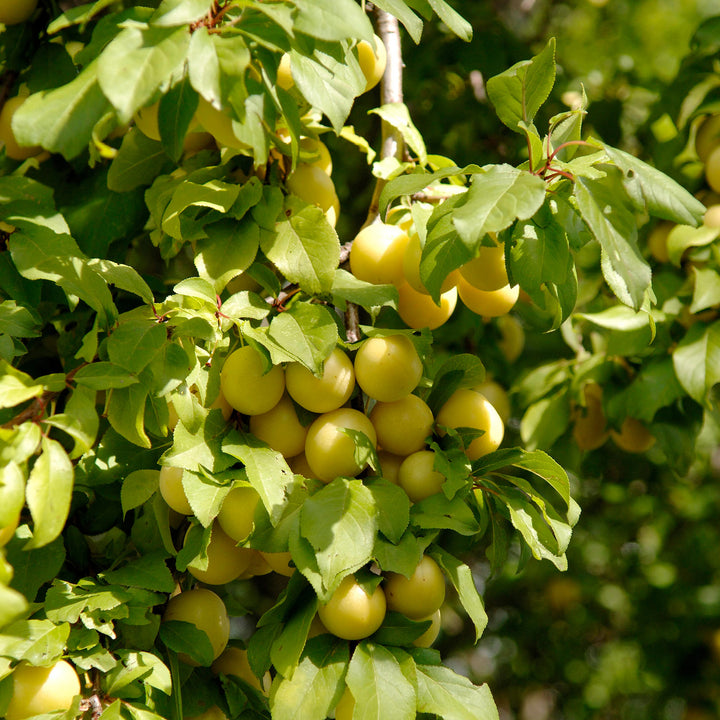 Früchtetragende Zwergmirabelle 'Mirabello'