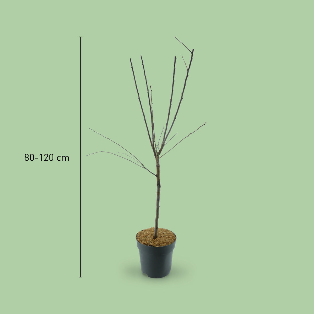 Größe der Zwergmirabelle  'Mirabello'