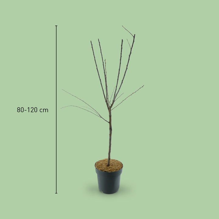 Größe der Zwergmirabelle  'Mirabello'