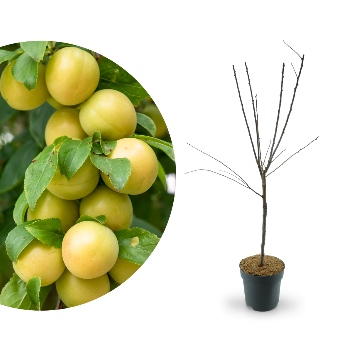 Zwergmirabelle 'Mirabello'