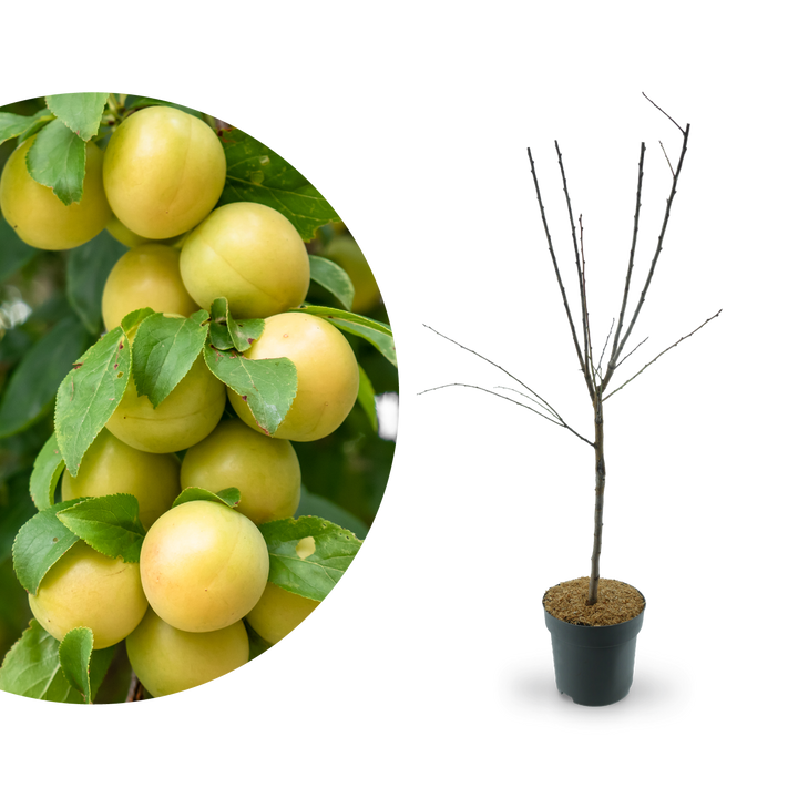 Zwergmirabelle 'Mirabello'