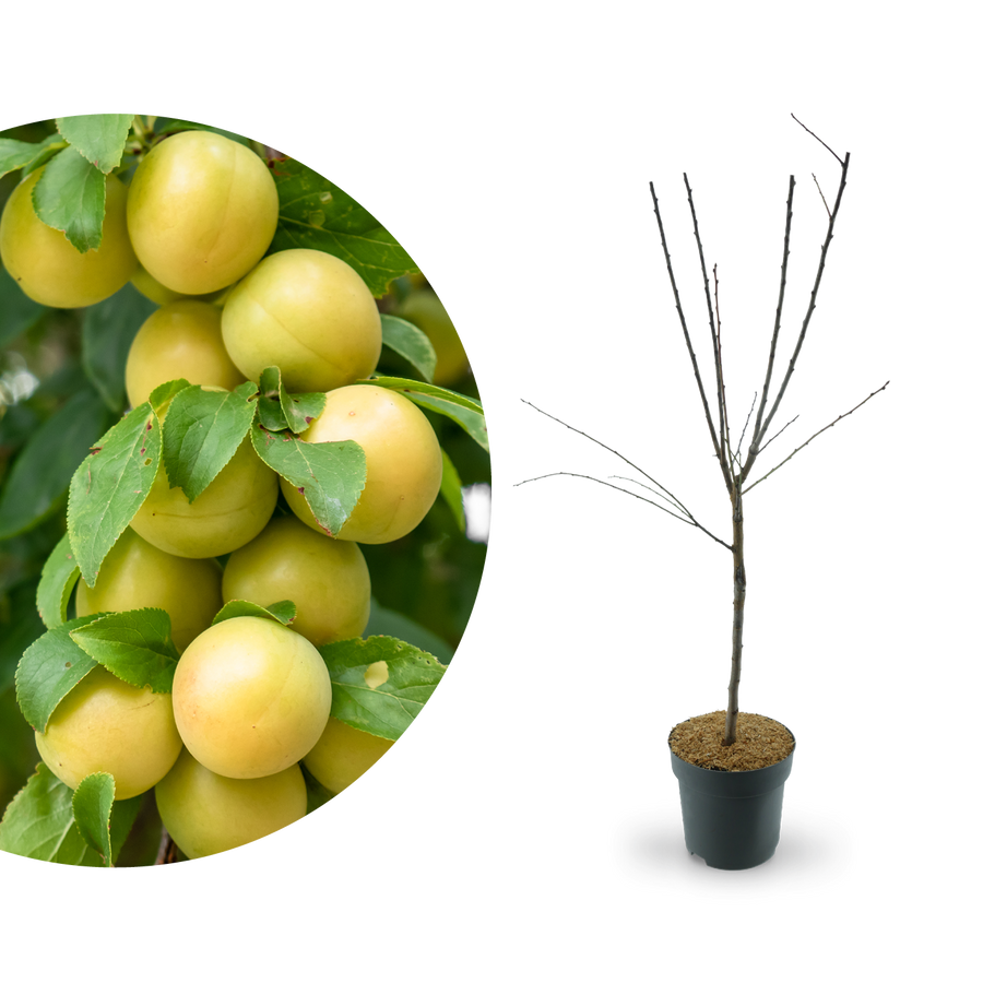 Zwergmirabelle 'Mirabello'