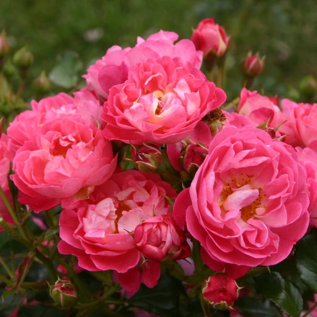 Zwergrose 'Charmant'® Rosa-Gelbweiß