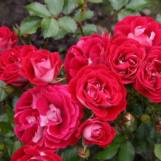 Zwergrose 'Corazon'® Rot-Cremeweiß