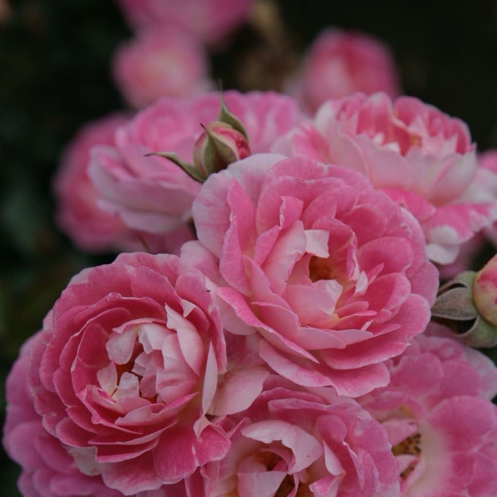 Zwergrose 'Flirt 2011'® Hellrosa-Creme