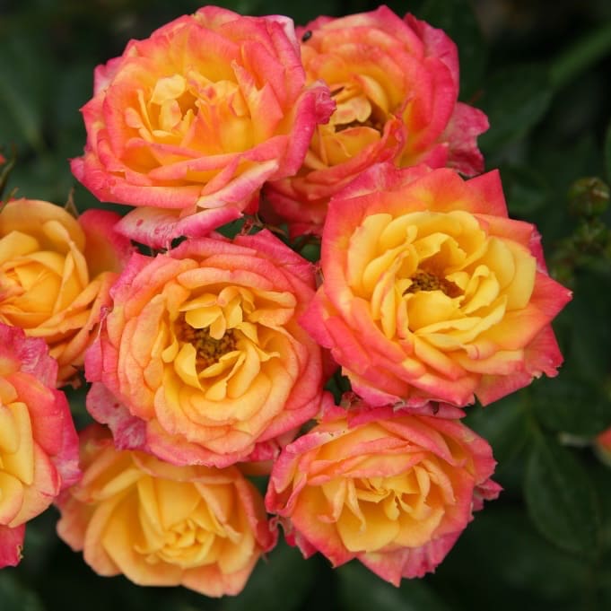 Zwergrose 'Little Sunset' Gelb-Rot