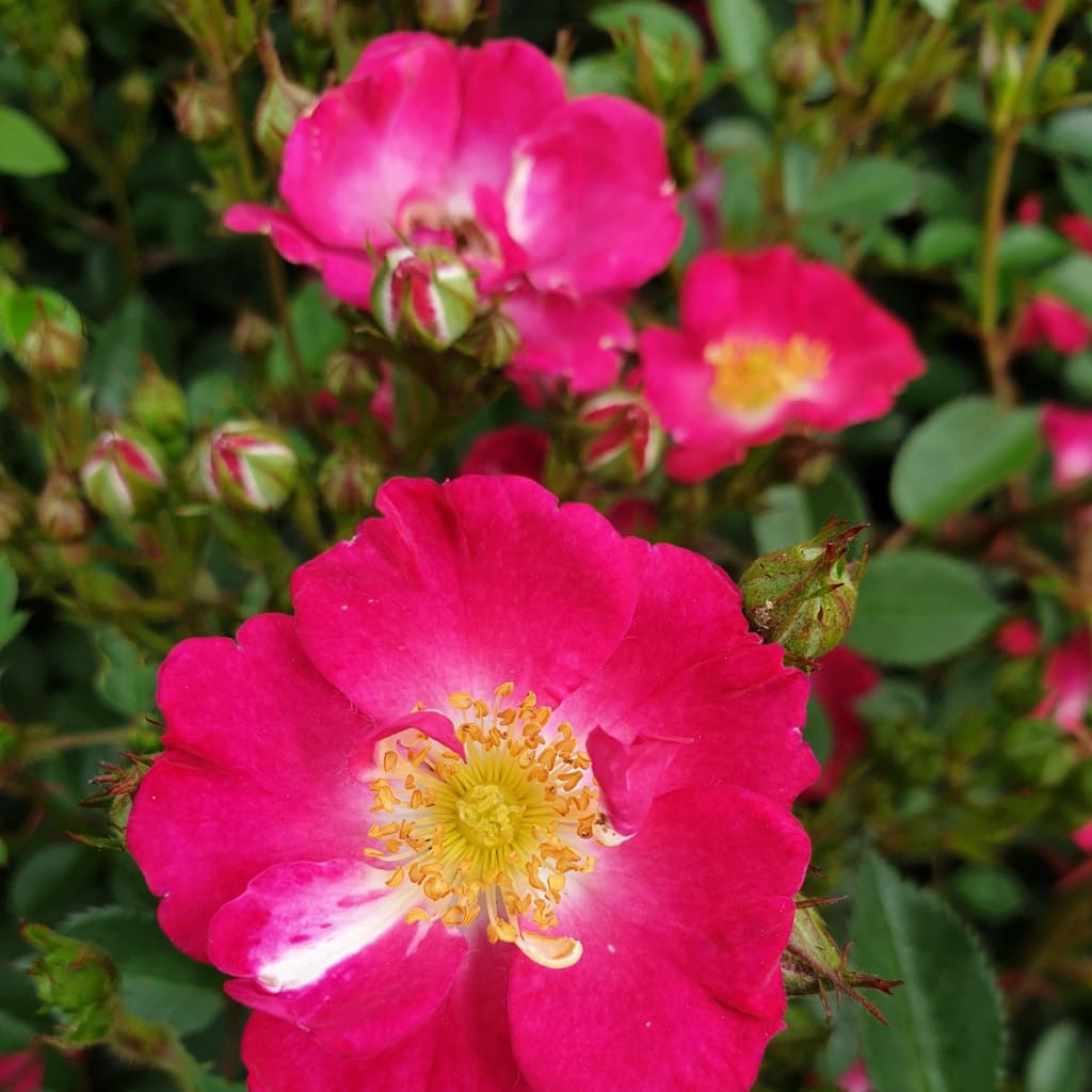 Zwergrose 'Lupo'® Pink