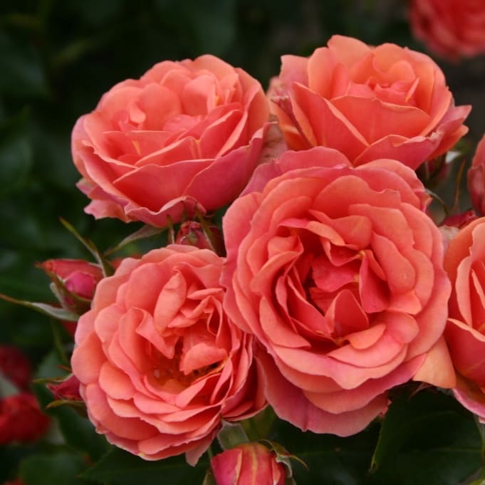 Zwergrose 'Mandarin® 2016' Apricot-Lachsorange