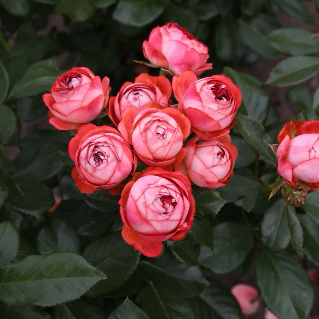 Zwergrose 'Pompeji'® Terracotta-Rot