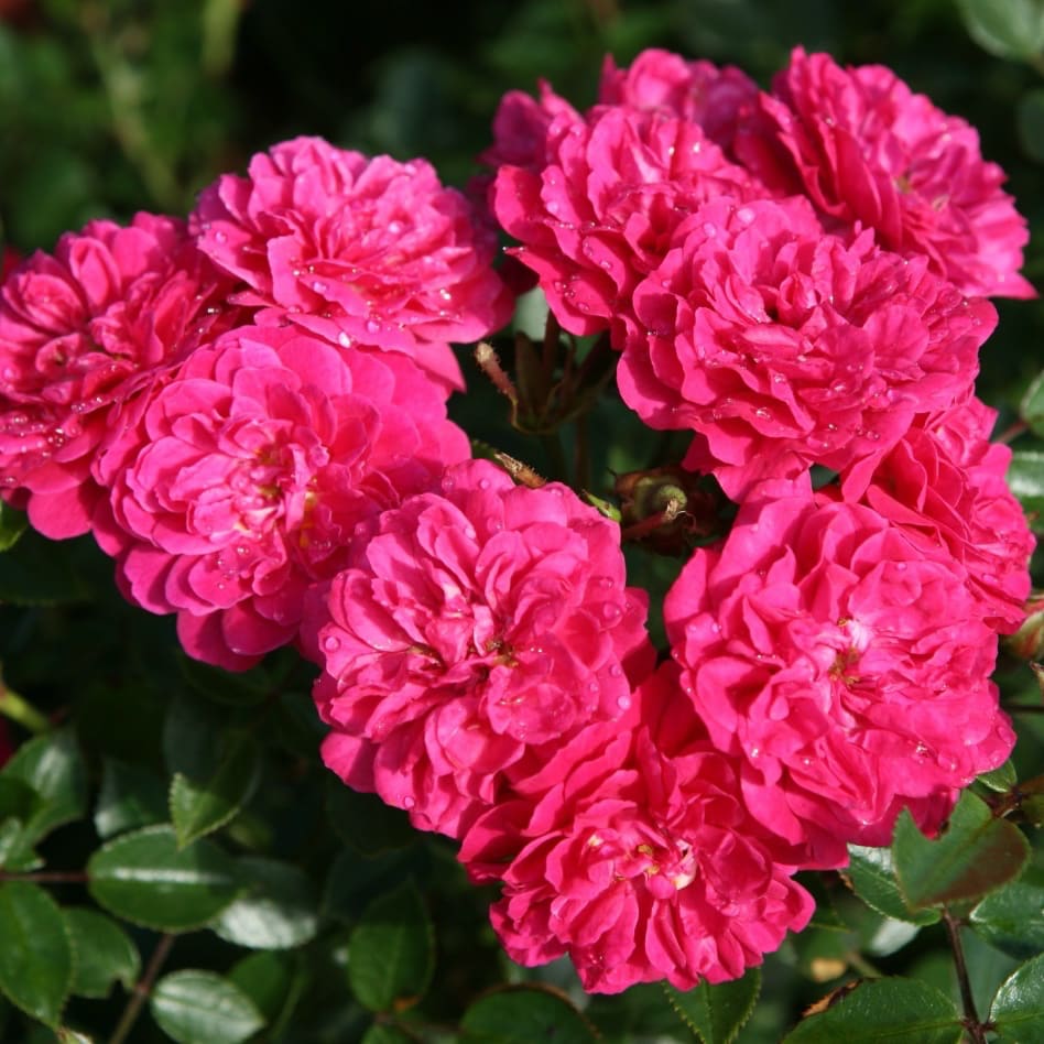 Zwergrose 'Roxy'® Violett