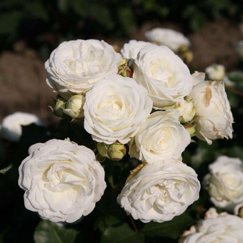 Zwergrose 'Schneeküsschen'® Reinweiß-Rosa