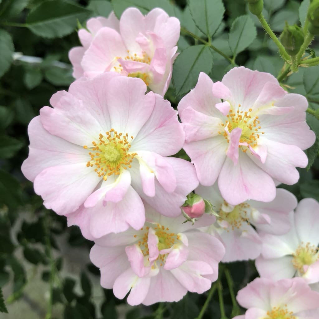 Zwergrose 'Sternenhimmel'® Zartrosa