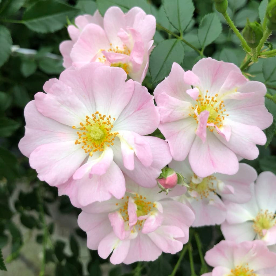Zwergrose 'Sternenhimmel'® Zartrosa