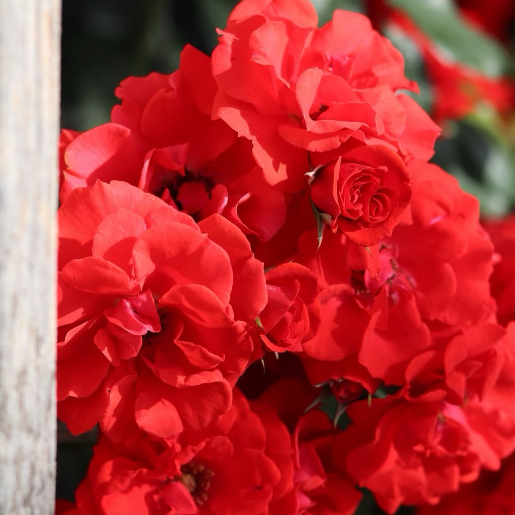 Zwergrose 'Zwergenfee 09'® Orange-Rot