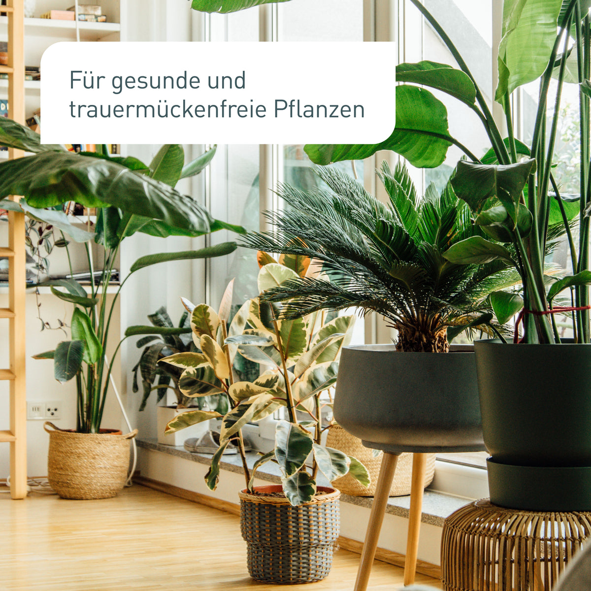 Plantura Gelbfallen für gesunde Pflanzen