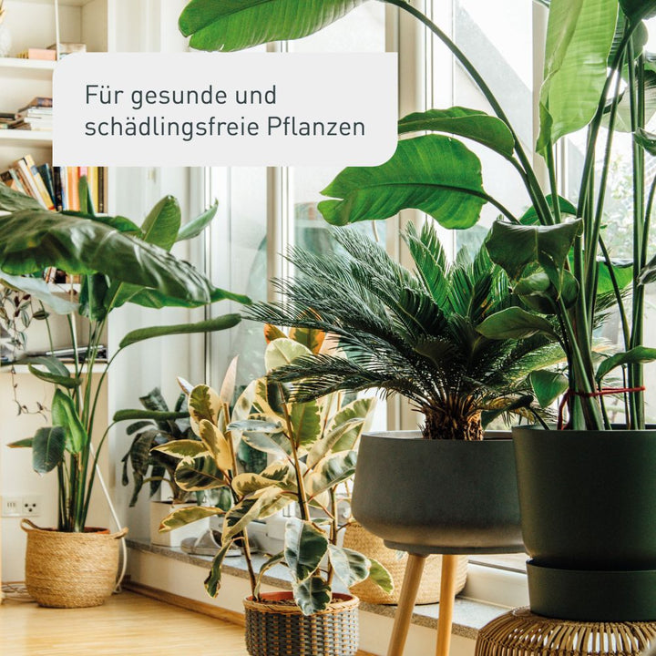 Plantura Gelbfallen für gesunde Pflanzen