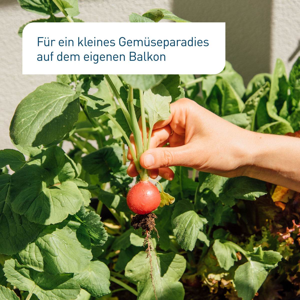 Radieschen-Ernte auf Balkon