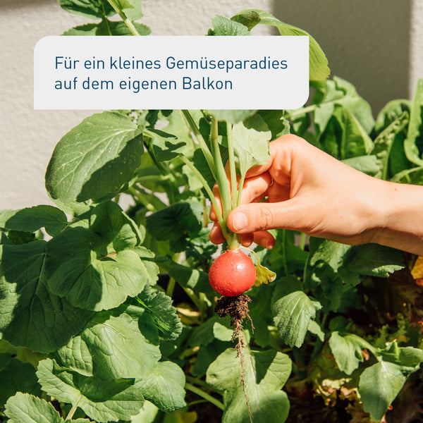 Radieschen-Ernte auf Balkon