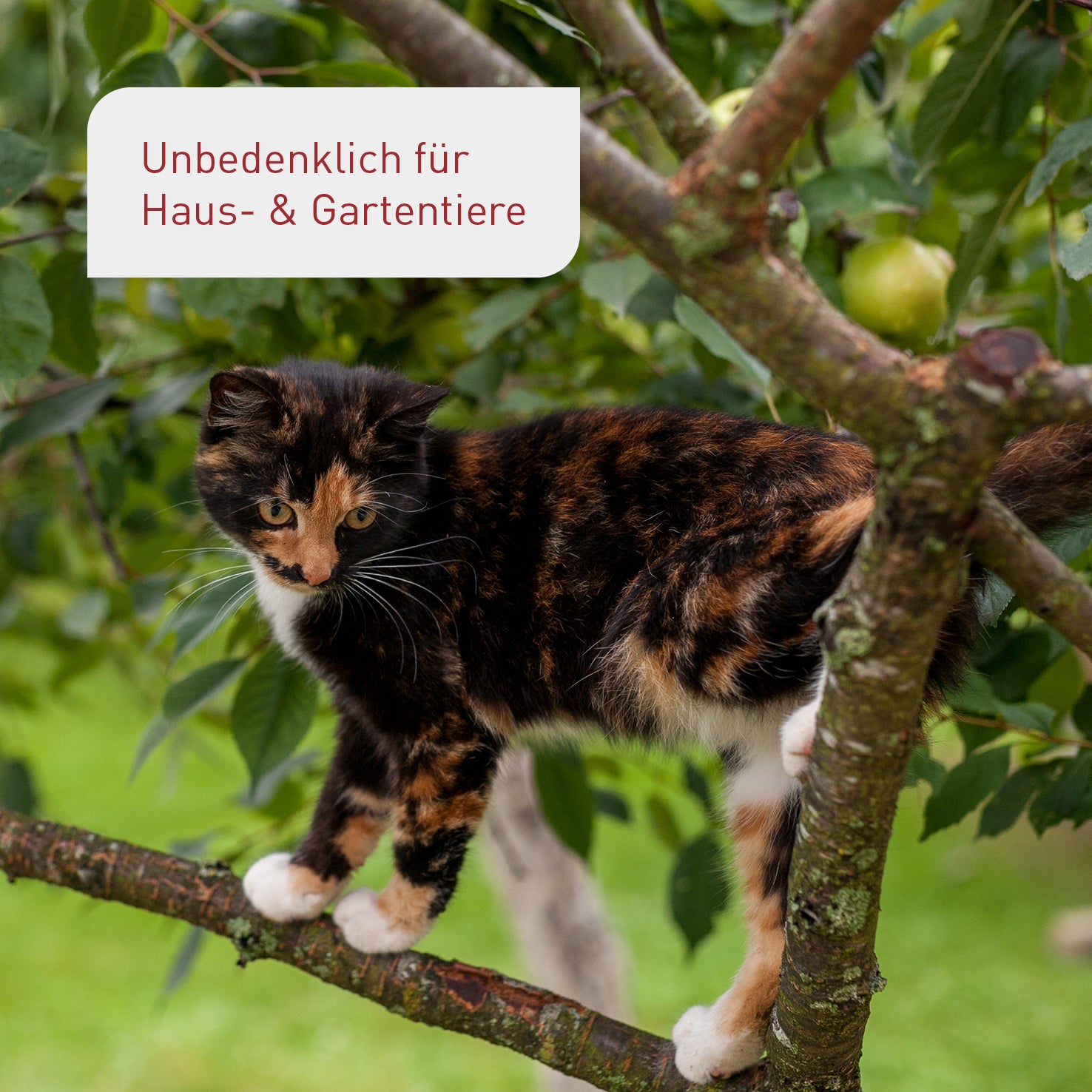 Plantura Bio-Beerendünger unbedenklich für Tiere