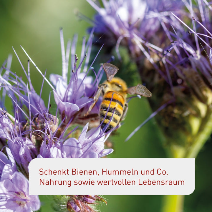 Blumensamen für Bienen Hummeln und Schwebfliegen