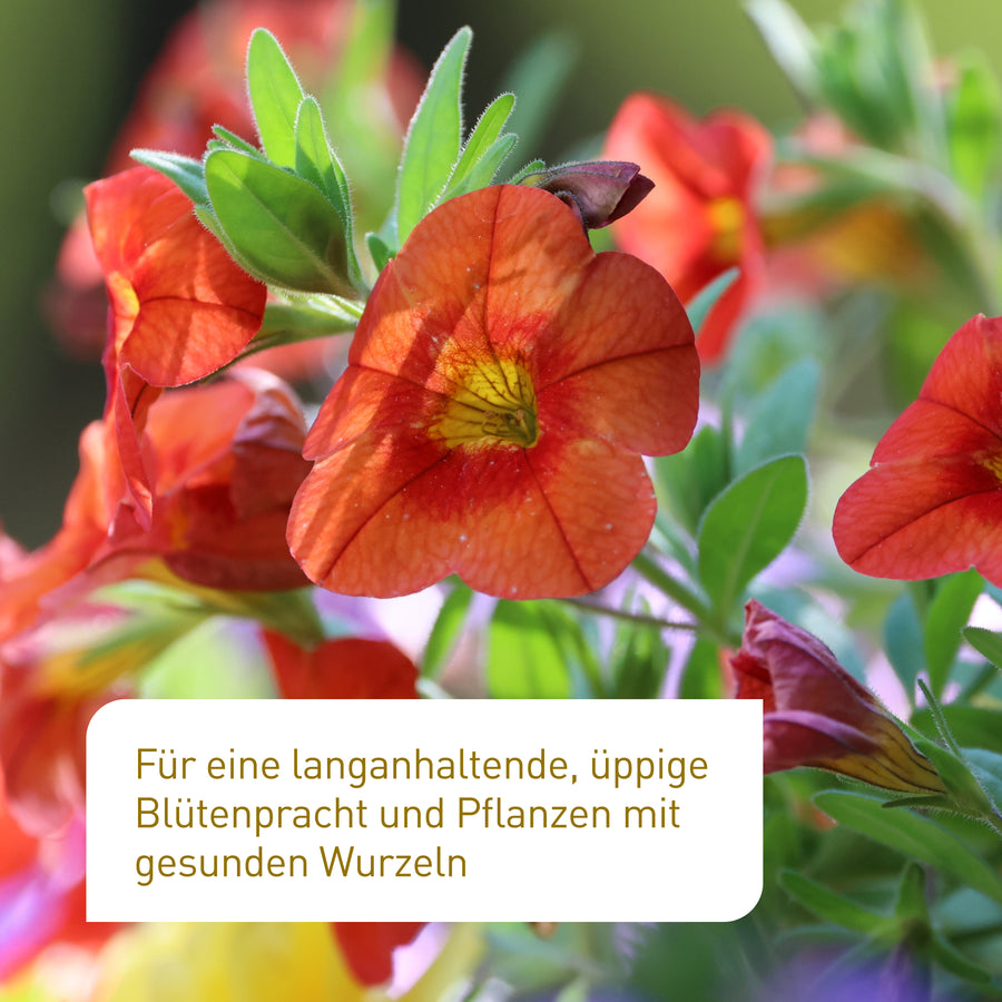 Ergebnis des Bio-Blumendüngers