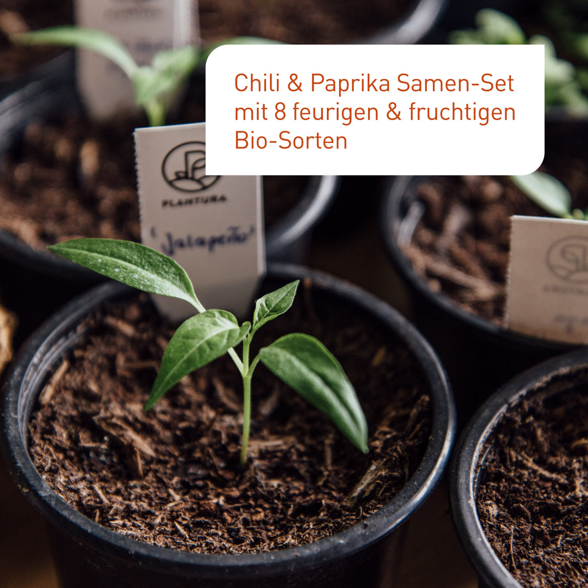 Set zur Aussaat von Chilis und Paprikas