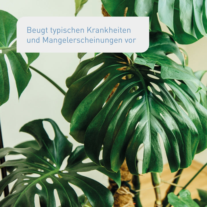 Biologischer Dünger für Zimmerpflanzen
