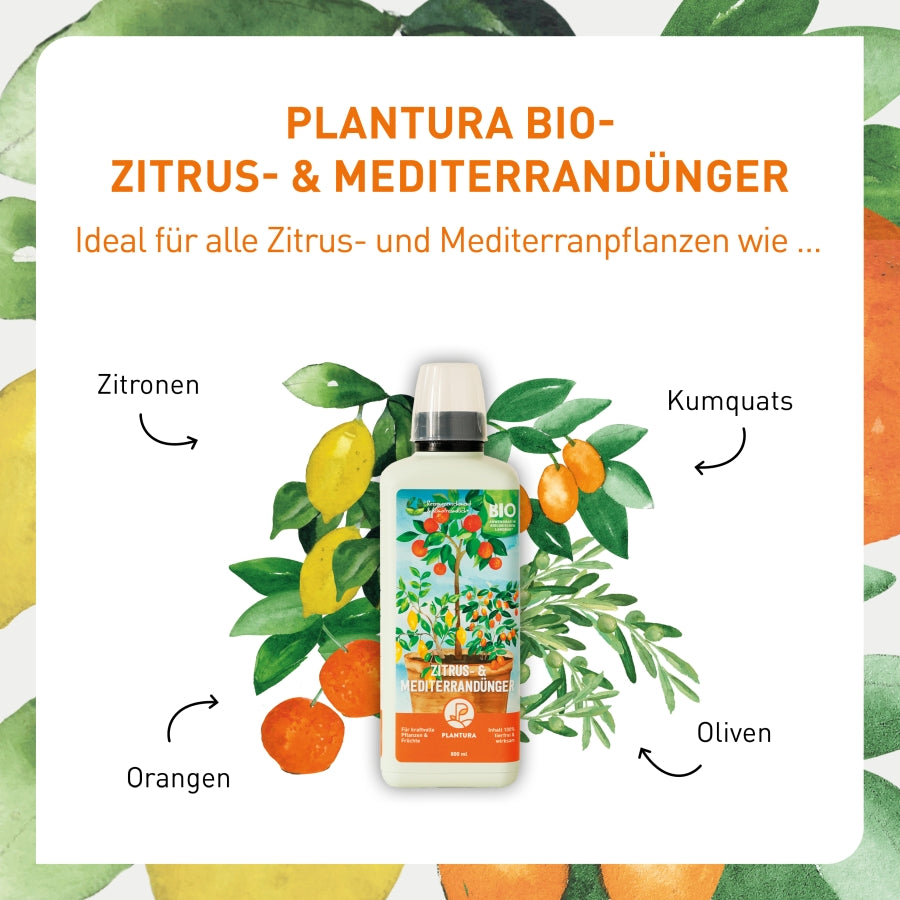 Bio-Dünger für Orangen Zitronen und Kumquats