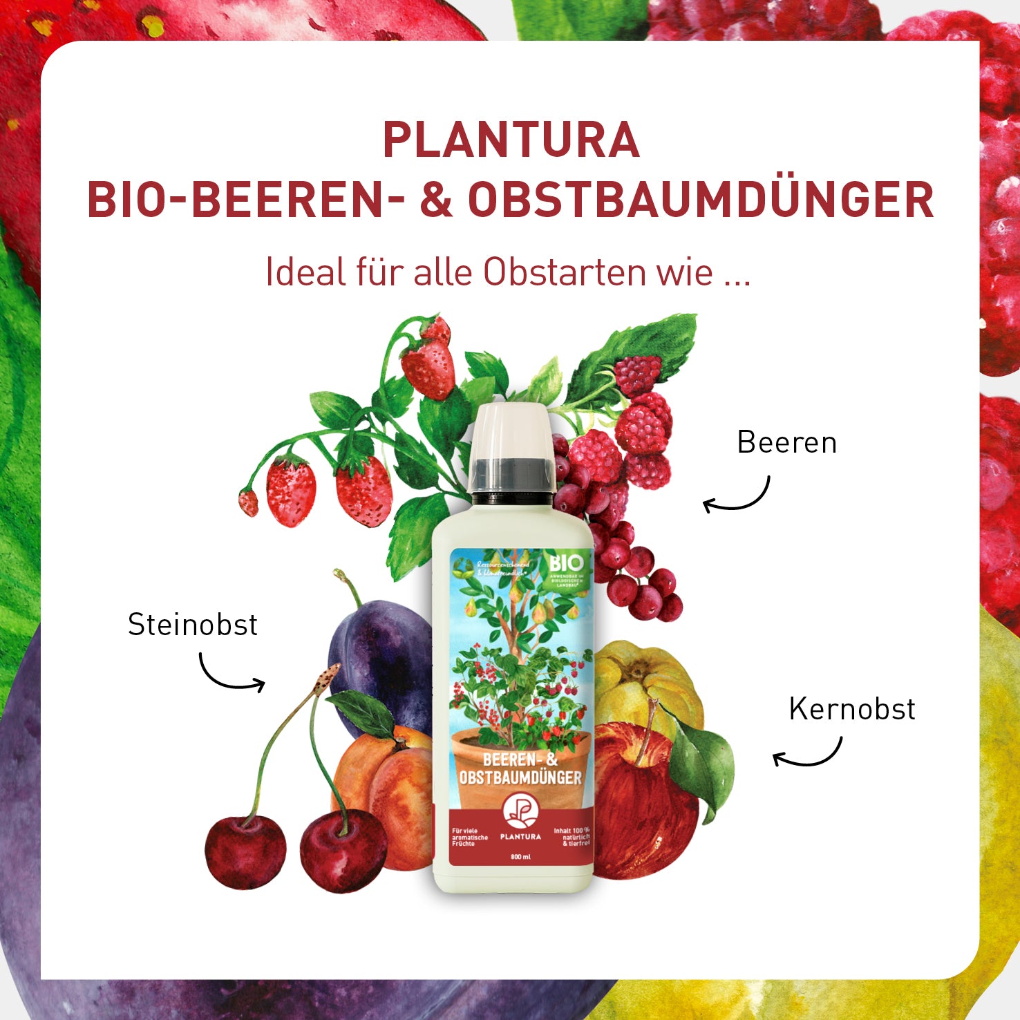 Bio-Flüssigdünger für Beeren und Obst