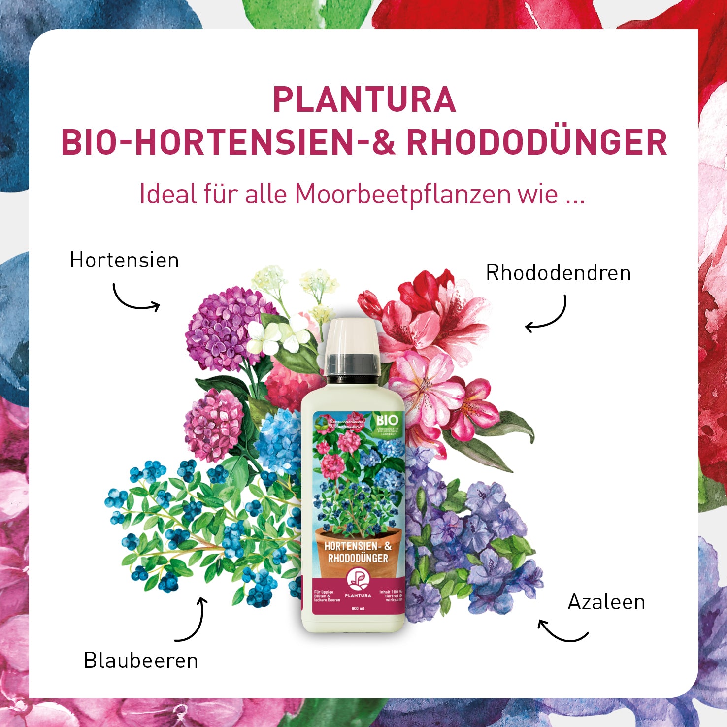 Bio-Flüssigdünger für Moorbeetpflanzen