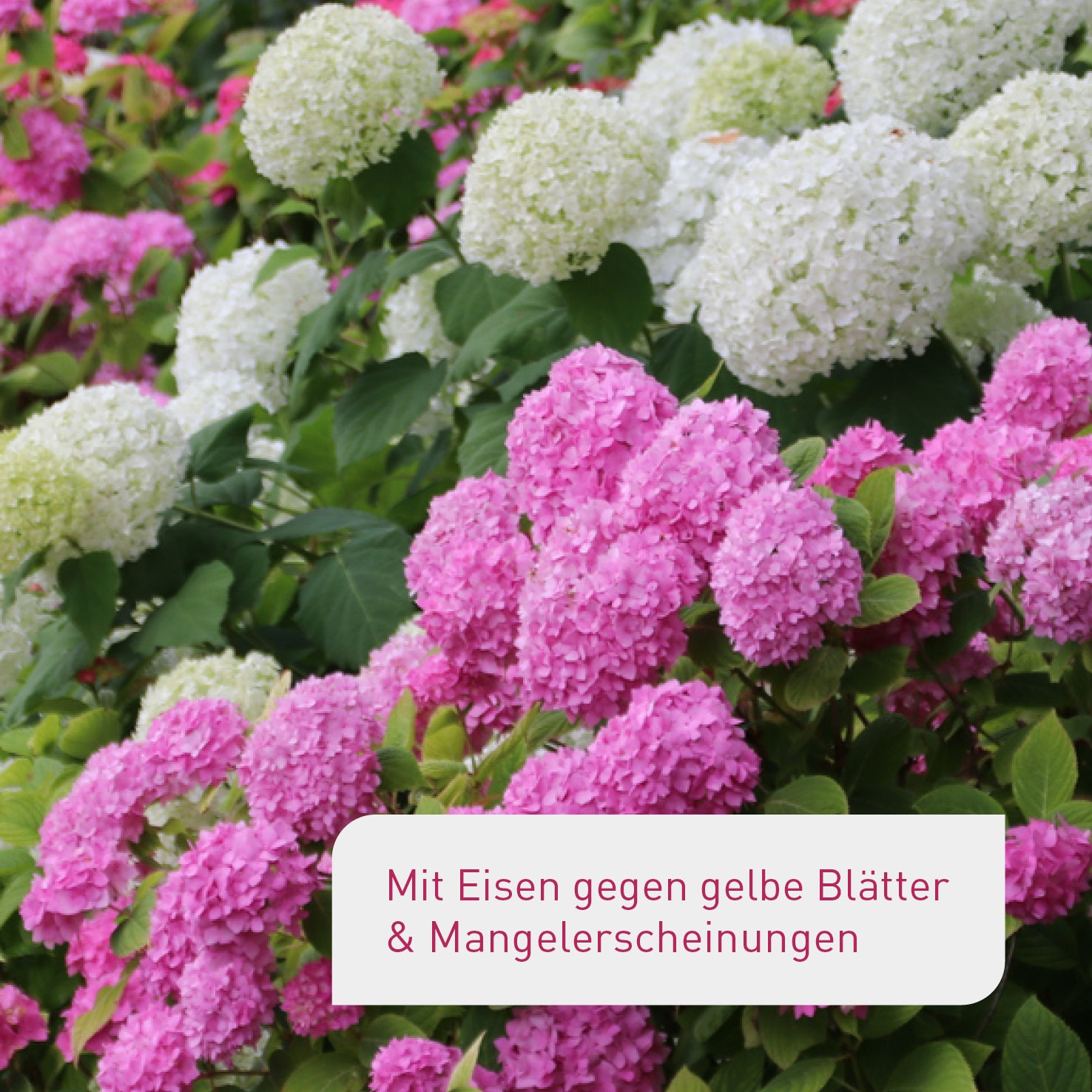 Blühende Hortensien