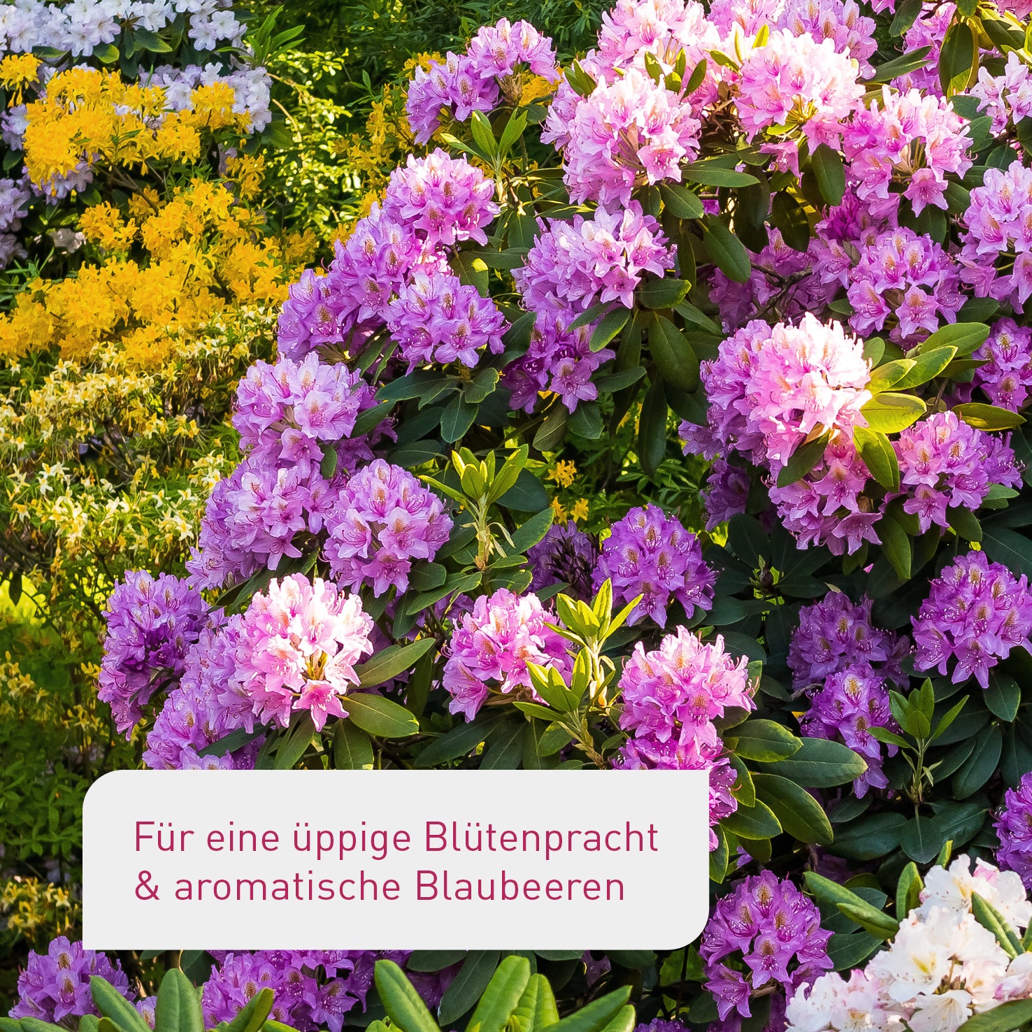 Blühender Rhododendron