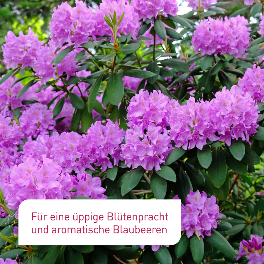 Blühender Rhododendron