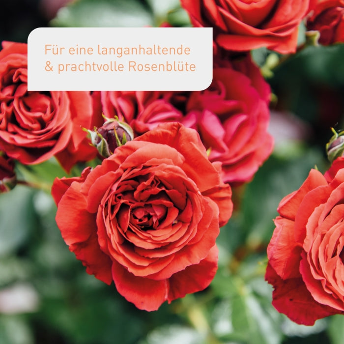 Bio-Rosendünger kaufen