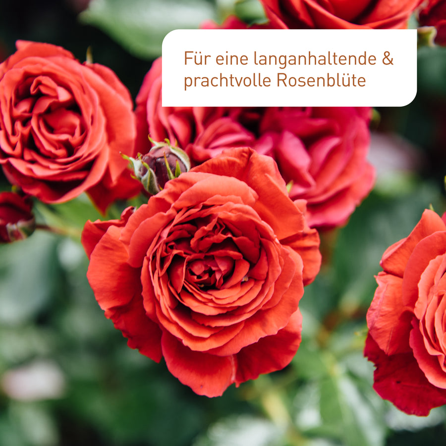 Ergebnis des Plantura Bio-Rosendüngers