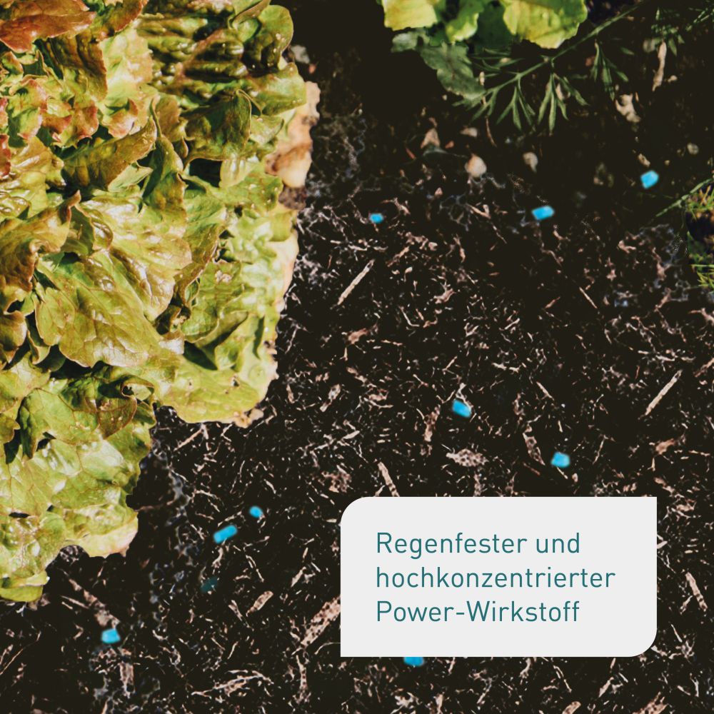 Regenfestes Bio-Schneckenkorn als Geheimtipp gegen Schnecken